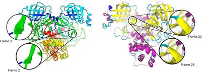 Visual Continuity of Protein Secondary Structure Rendering: Application to SARS-CoV-2 Mpro in Virtual Reality